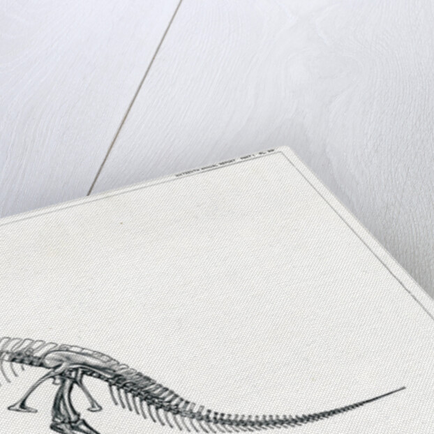 ‘Ceratosaurus nasicornis’ by Unknown